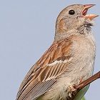birdnote_field_sparrow2.jpg