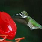 birdnote_hummingbird.jpg