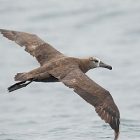 black_footed_albatross.jpg
