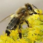 bumblebee_photo_by_frank_mikley.jpg