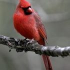 cardinal_photo.jpg