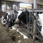 dairy_farms_use_fans_in_hot_weather_072111_toby_ap110721029806.jpg