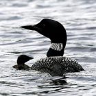 loon_and_its_chick_in_2006_pat_wellenbach_ap060801035910.jpg