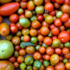 tomatoes_3.jpg