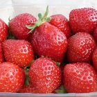 vermontgarden_strawberries2.jpg